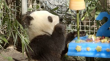 Giant Panda Xiao Liwu 2nd Birthday - San Diego Zoo