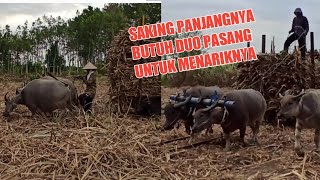 DUO PASANG KERBAU PENARIK LORI TEBU|| di area tebang Tebu, watu gantong, Kencong, Jember.