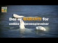 Isbjørne i Skandinavisk Dyrepark 2018
