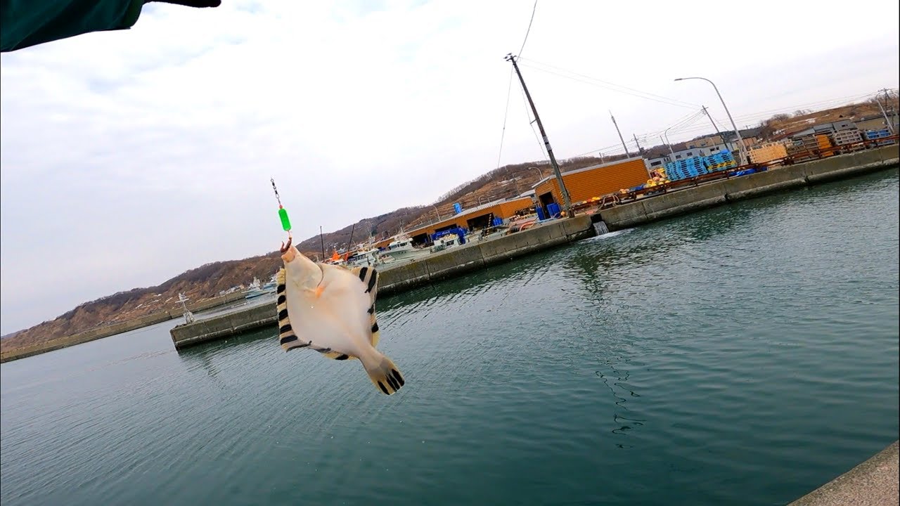 漁港にカレイがやってきた！