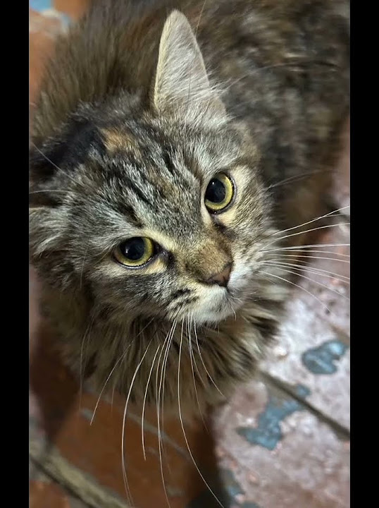 🇷🇺🐈Котики на передовой - YouTube
