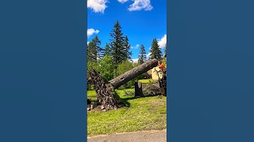 Storm Damage Tree Removal Virginia | #shorts #treeservice #treecare #treeremoval #treework #storm