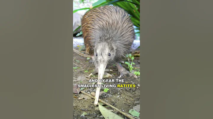 Kiwi | The Cute Flightless Bird - DayDayNews