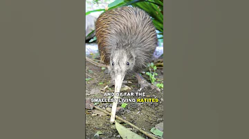 Kiwi | The Cute Flightless Bird