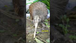 Kiwi | The Cute Flightless Bird