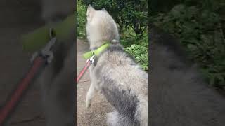HUSKY CHASING A CHICKEN #Shorts #Huskybreed