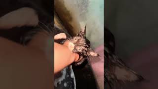Bath time 🐈‍⬛🐑🐕