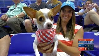 NYM@MIA: Marlins celebrate Bark at the Park day