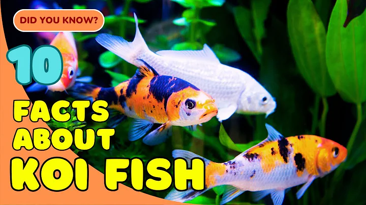 10 Fascinating Facts About Koi Fish You Didn’t Know! 🐟