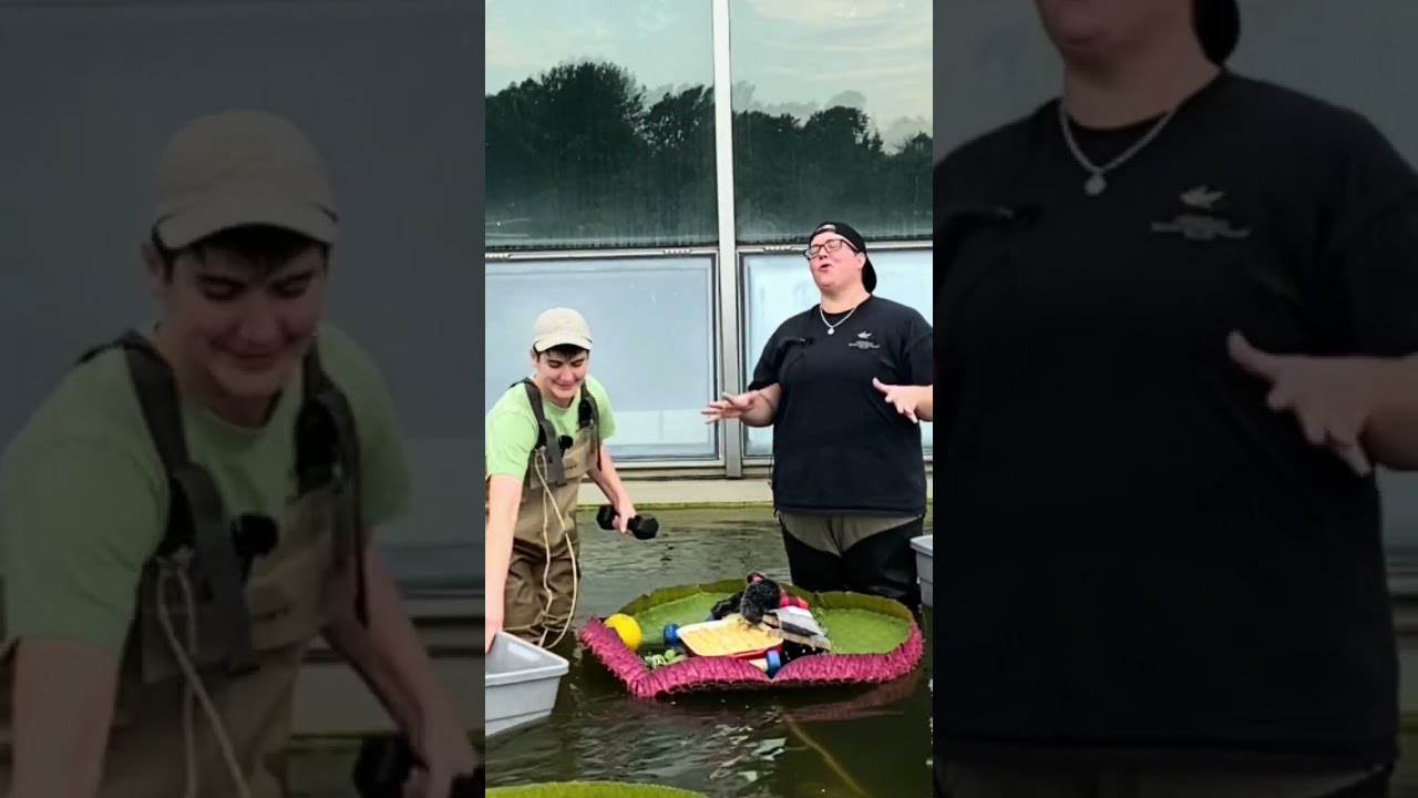 Como Park Zoo & Conservatory  Waterlily Weigh-Off 2025