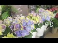 《花屋のVlog》あじさい | 母の日おすすめ鉢物