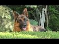 Favourite Nord. Любимчик НОРД. Кобель Немецкой Овчарки. Male German Shepherd 4 years. Одесса.