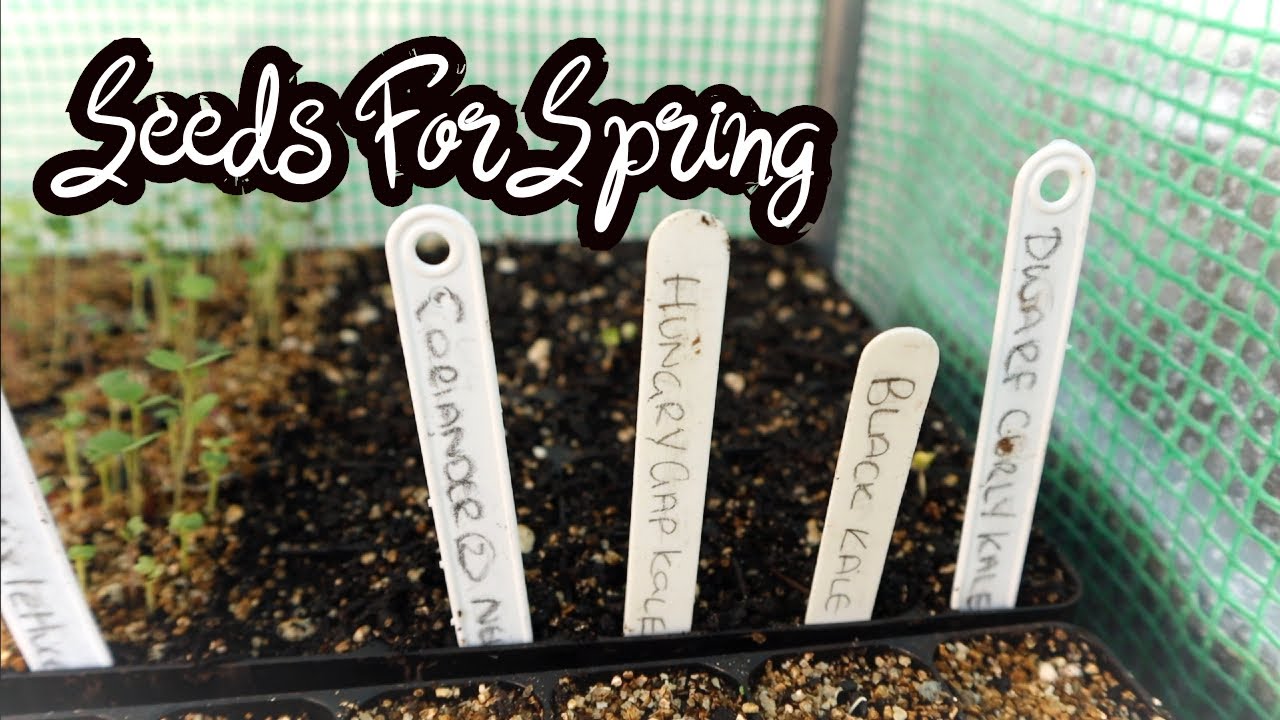 Sowing & Growing in Early Spring - Whats Growing on in our Freedom Forest Seed house  🌱🌻🌱