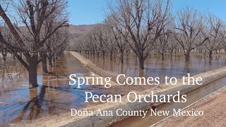Spring Arrives at NM Pecan Orchards!