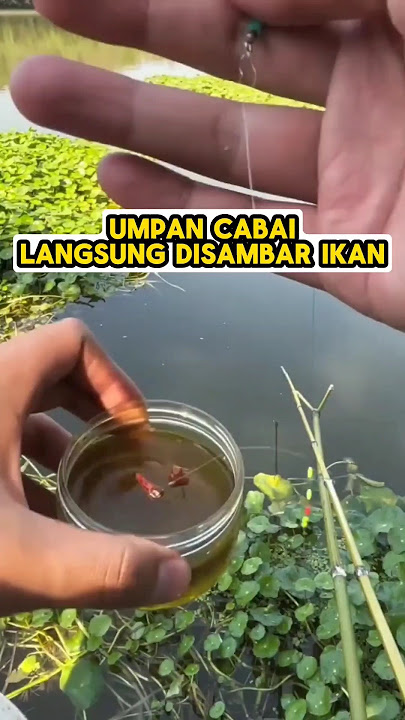 Mancing ikan dengan umpan cabai dan cairan khusus