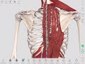 Deep Spinal Muscles   Yoga Anatomy