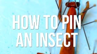 How to Pin an Insect