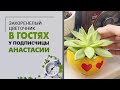 В гостях у подписчицы Анастасии. Москва | Обзор коллекции растений