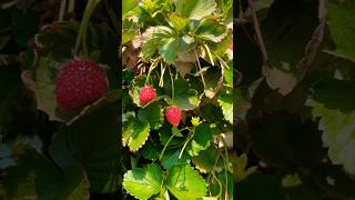 Strawberry Farming Strawberry 🍓