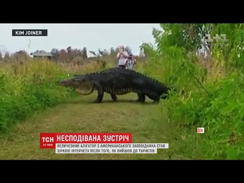 Видео: Алигатор, уловен на училищни територии във Флорида