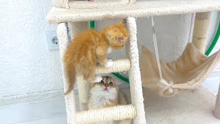 Leo rescues a kitten that fell down the stairs by Funny Kittens Video 734 views 1 month ago 2 minutes, 22 seconds