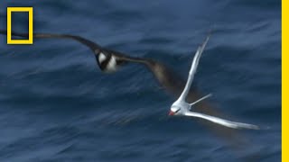 カリブ海上のドッグファイト | ナショジオ