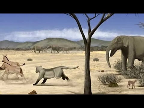 Video: ¿Hace cuánto fue el período mioceno?