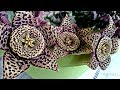 Stapelia Variegata/Flor de Lagarto TimeLapse