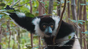 Black-and-white ruffed lemur / Madagascar 2024
