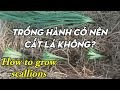 Cách trồng hành lá phát triển nhanh / how to grow scallions / green onions