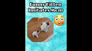 Funny Kitten Imitates Mom Cat  You Won't Believe What Happens Next!