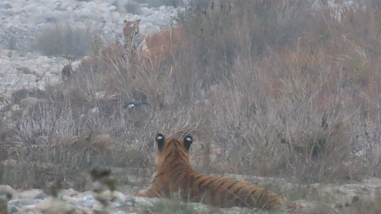 Jim Corbett 3 nights stay in Dhikala//. Jim Corbett national Park. ￼