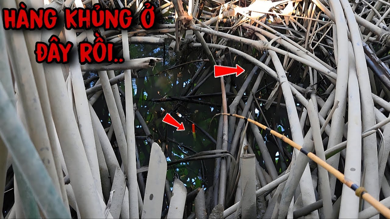 Tập 216 - Câu Cá Rô Đồng | Hội Tụ Cần Thủ Săn Cá Rô Khủng