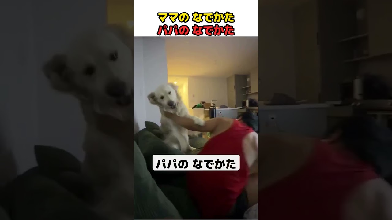 シュリママ♡トイプードルちゃんちょうだいポーズ。直立。おまけ付き♡ YouTube