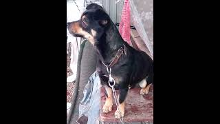 SOS Помогите подписчице из Москвы найти собачку Мусю, которую потеряла передержка!! 5 Мая ее видели!