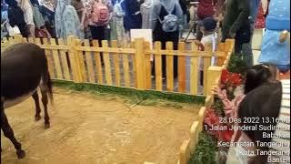 Liat kuda voni