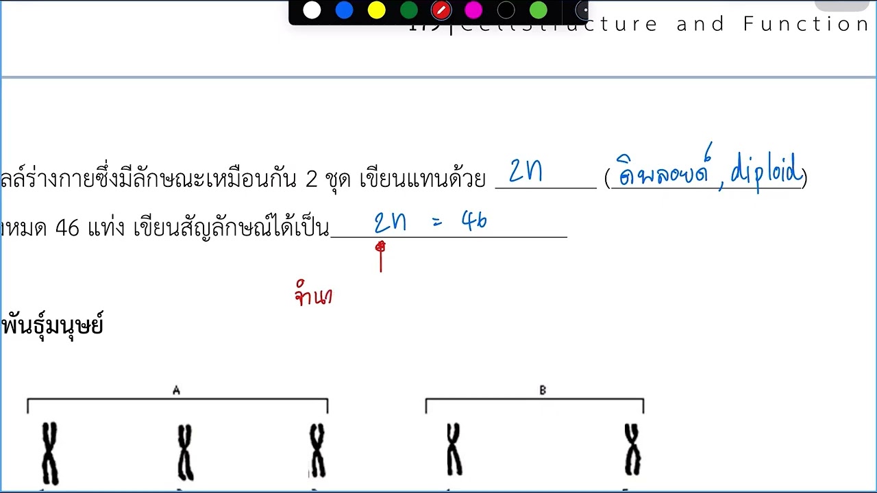 วัฏจักรเซลล์ cell cycle mitosis : interphase