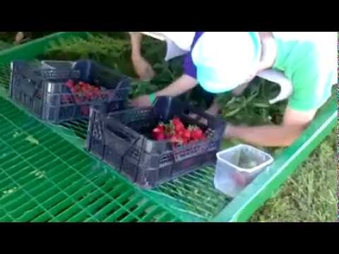 Машина для сбора клубники