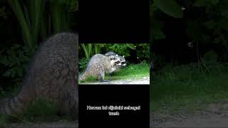 Ternyata termasuk hewan cerdas,ini fakta menarik rakun yg sering  jadi tokoh cerita fabel #shorts