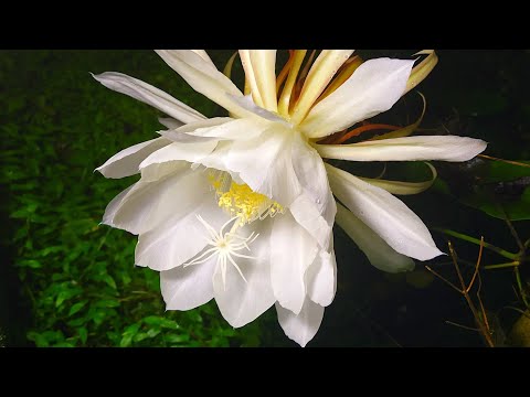 The Queen Of Night Flower - Nishagandhi Blooming - Rare Flowering Timelaps