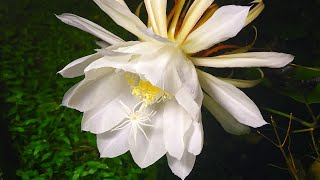 The Queen of Night (bethlehem lily) Flower - nishagandhi blooming - rare flowering timelaps