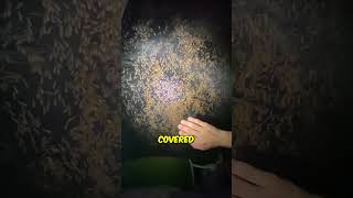 He Woke Up to THIS Outside His Tent... 😨⛺ (@shmirgle on TikTok) #shorts Content