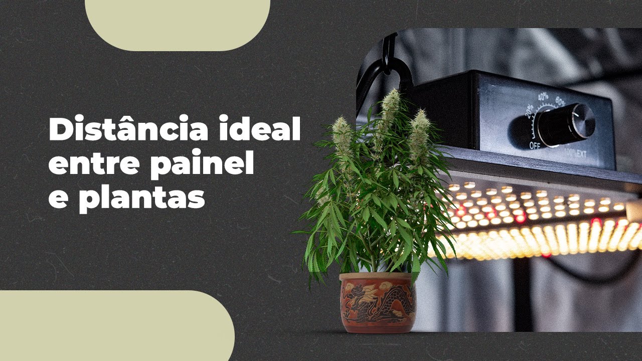 Qual é a distância certa da luz dos painéis de LED no cultivo de Cannabis?