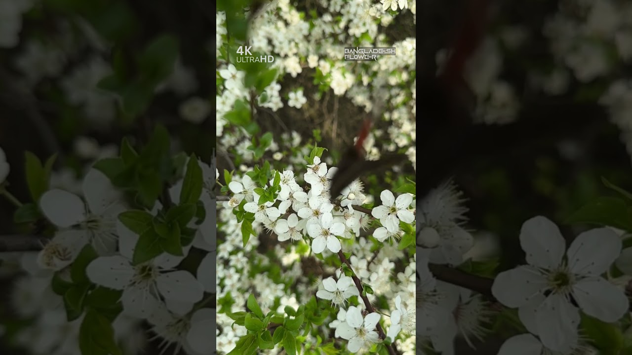Flying Butterfly on Flowering Branch Video 