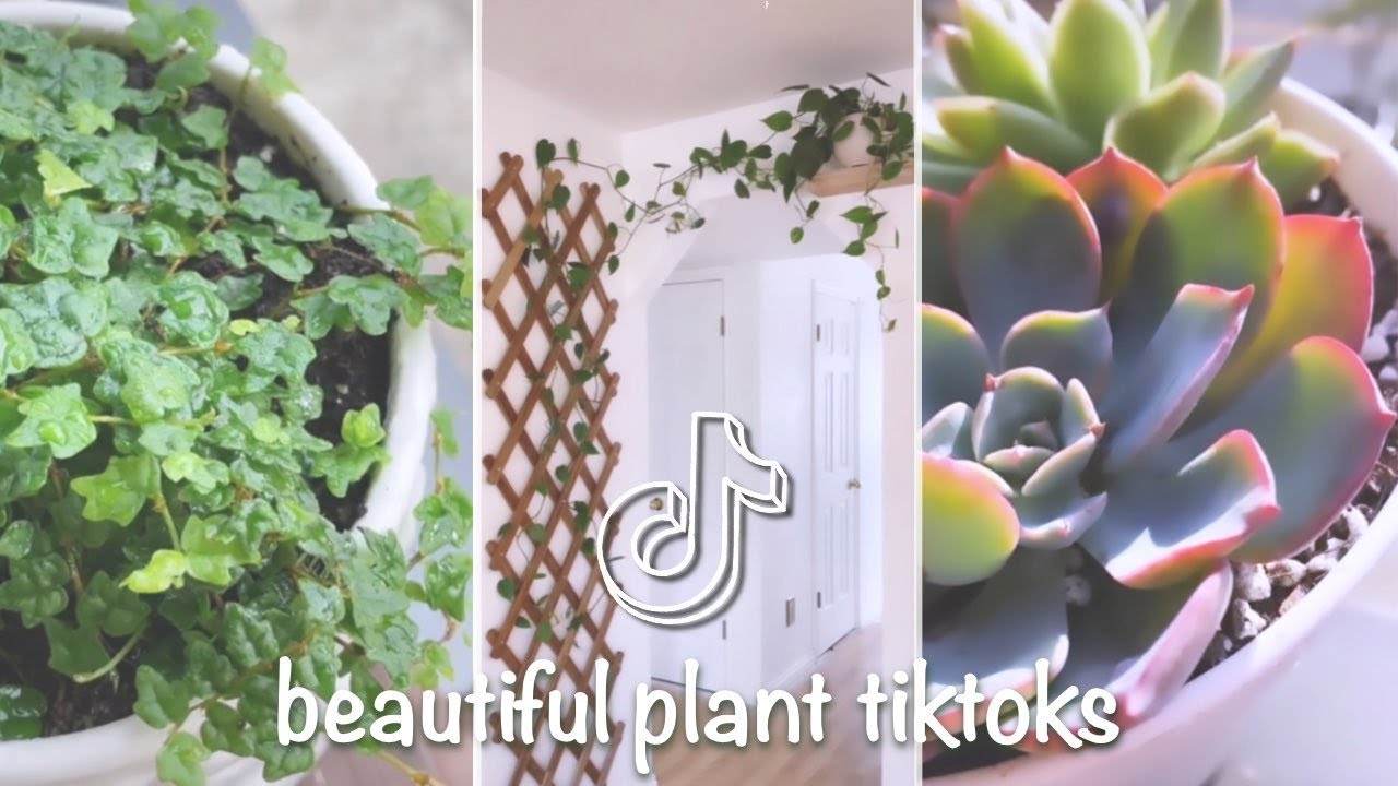 The MOST BEAUTIFUL plants of PlantTok 🌿 TikTok Plant Compilation YouTube