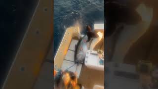 Catching a MONSTER 800lb giant bluefin tuna!! 🎣