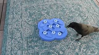 Crow learns new feeder puzzle