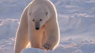 Wildlife photographer Daisy Gilardini on her polar bear photography portfolio.