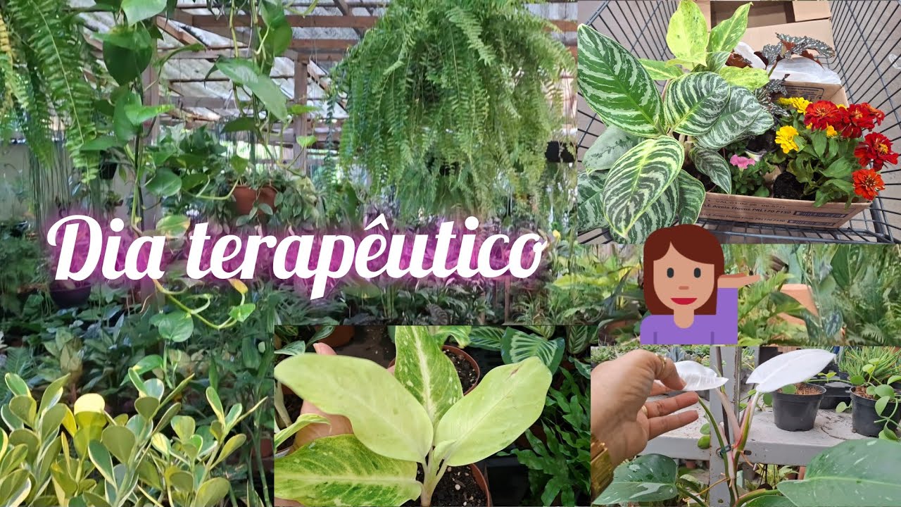 ENCONTREI A PLANTA QUE PROCURAVA NESSA CHÁCARA. FUI ÁS COMPRAS 🌴🤭