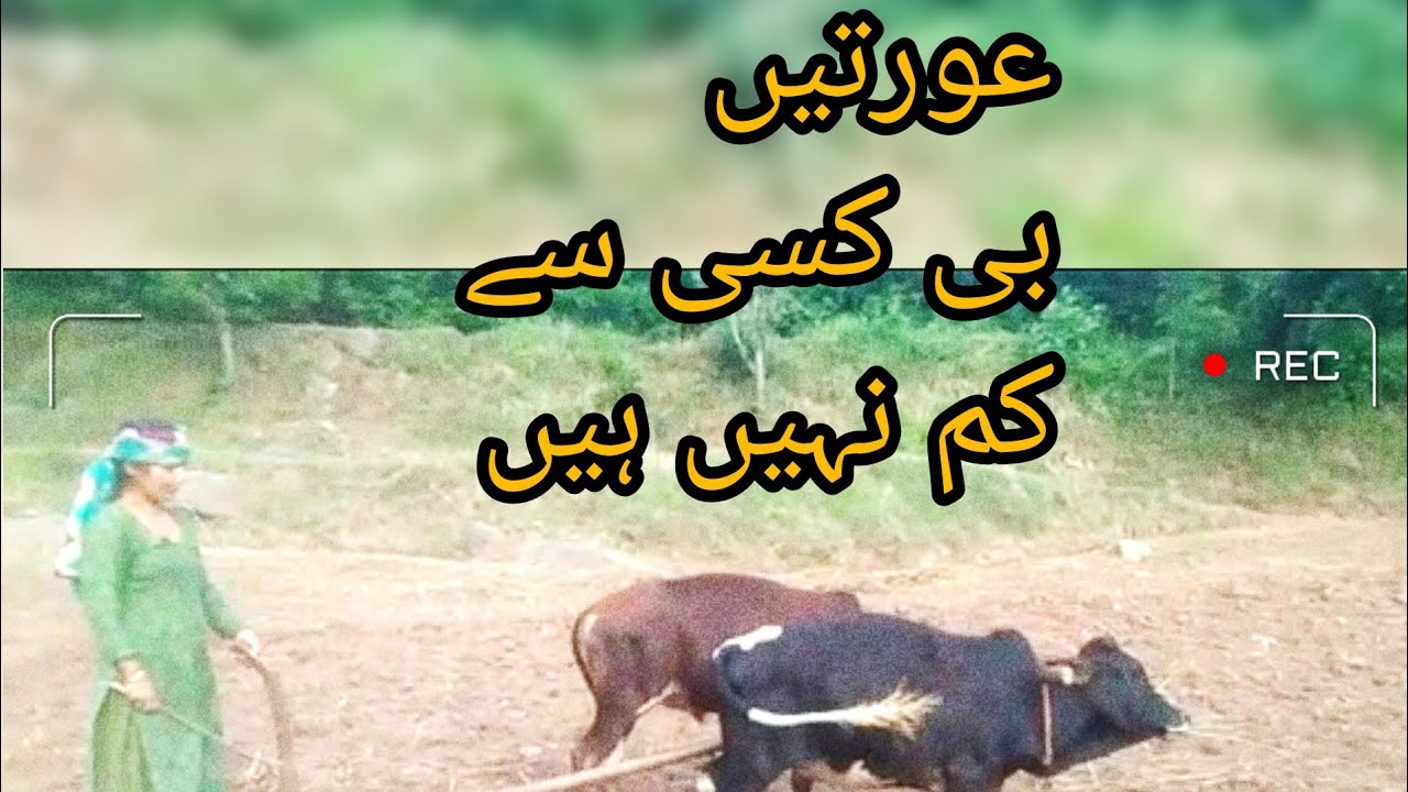 #women Ploughing field using bulls!
